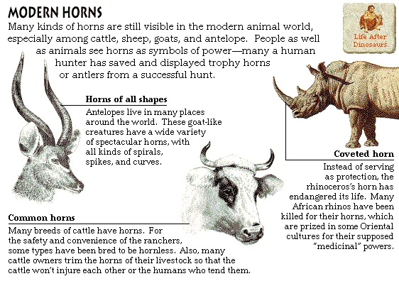 Modern Horns