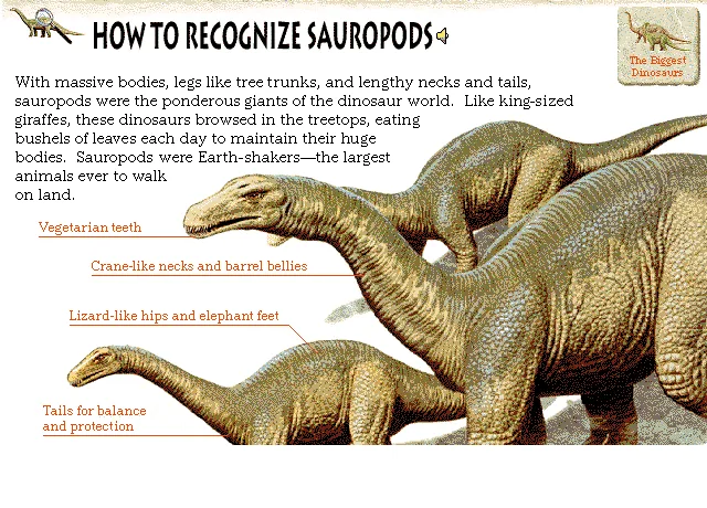 How to Recognize Sauropods