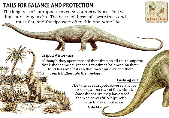 Tails for Balance and Protection
