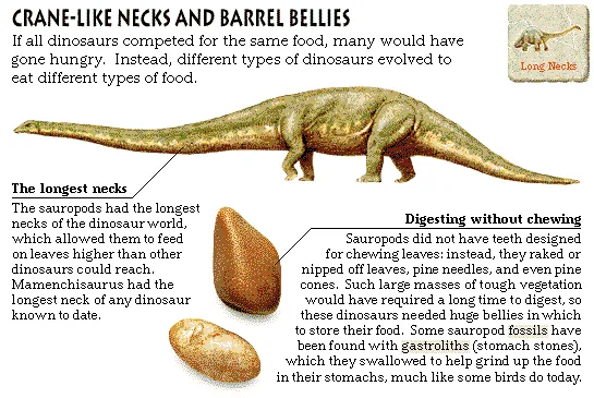 Crane-like Necks and Barrel Bellies