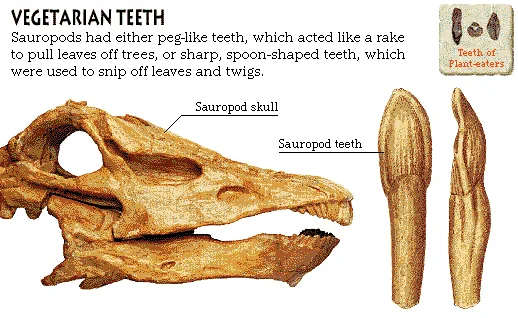 Vegetarian Teeth