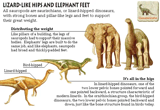 Lizard-like Hips and Elephant Feet