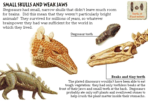 Small Skulls and Weak Jaws
