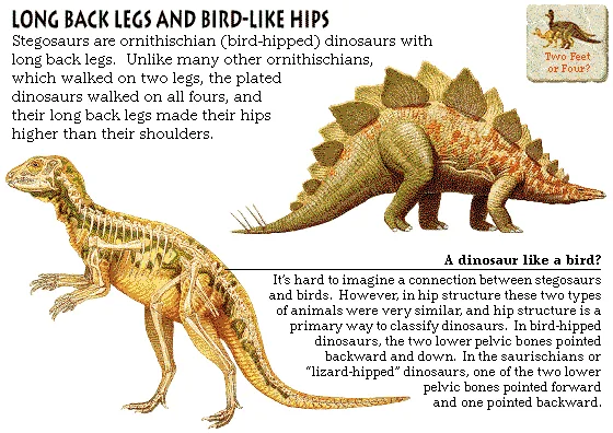 Long Back Legs and Bird-Like Hips