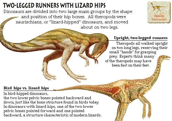 Two-Legged Runners with Lizard Hips