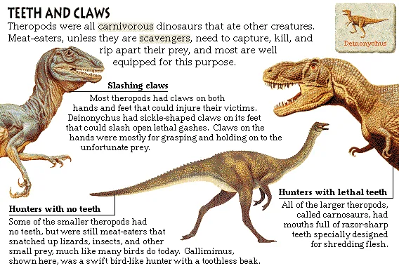 Teeth and Claws