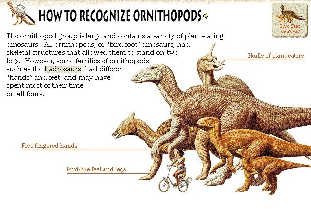 How to Recognize Ornithopods