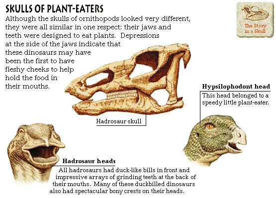 Skulls of Plant-Eaters