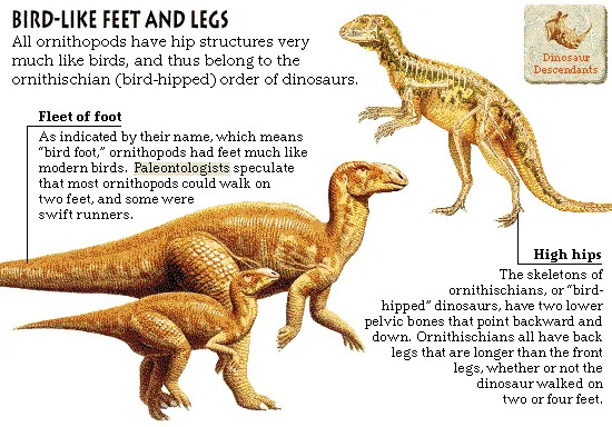 Bird-Like Feet and Legs