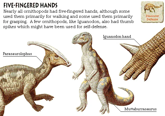 Five-Fingered Hands
