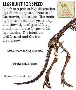Legs Built for Speed