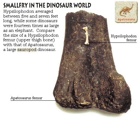 Smallfry in the Dinosaur World