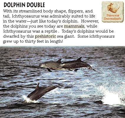 Dolphin Double