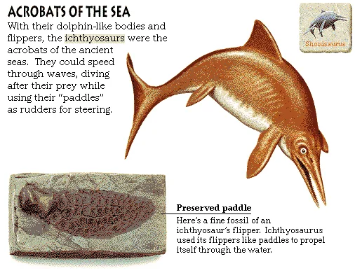 Acrobats of the Sea