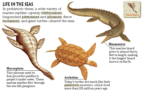 Life in the Seas