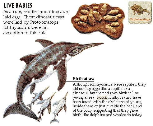 Live Babies