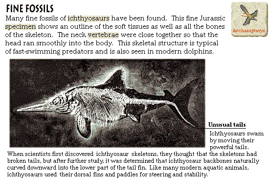 Fine Fossils