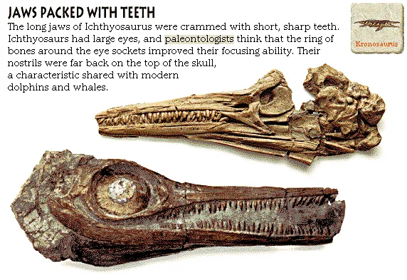 Jaws Packed with Teeth