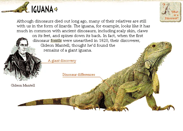 Iguana