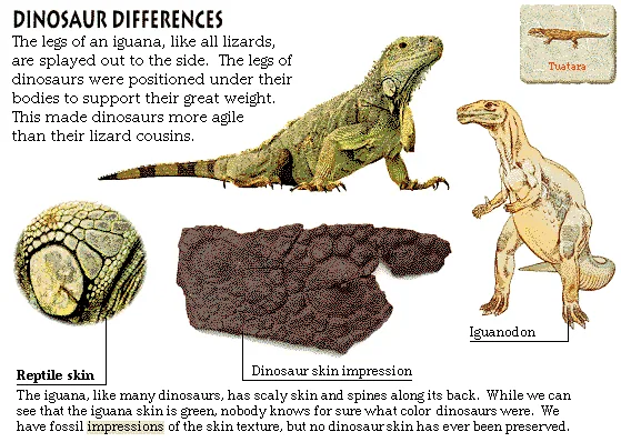 Dinosaur Differences