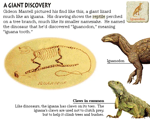 A Giant Discovery