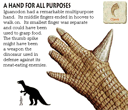 A Hand for All Purposes