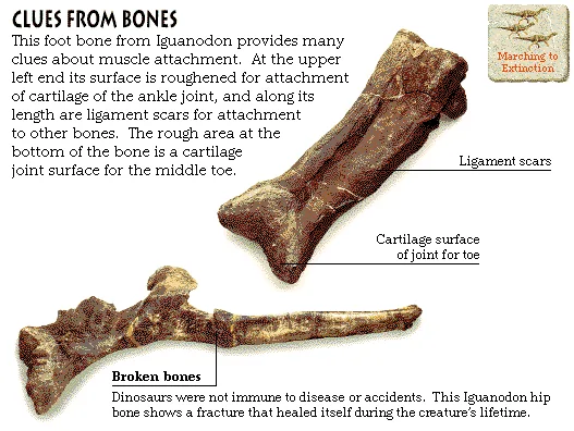 Clues from Bones