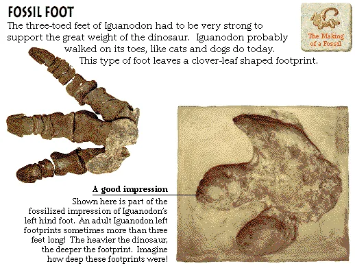 Fossil Foot