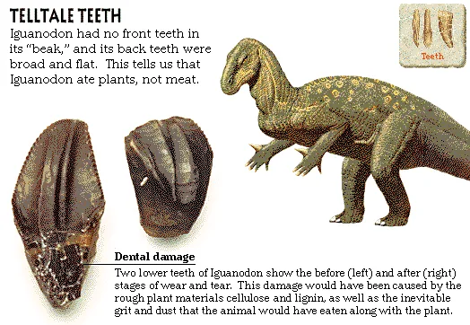 Telltale Teeth