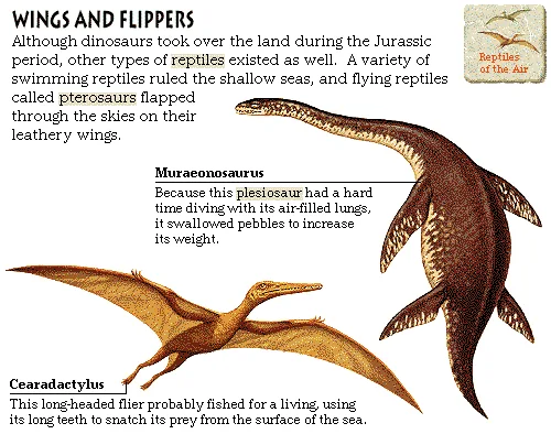 Wings and Flippers