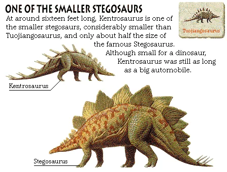 One of the Smaller Stegosaurs