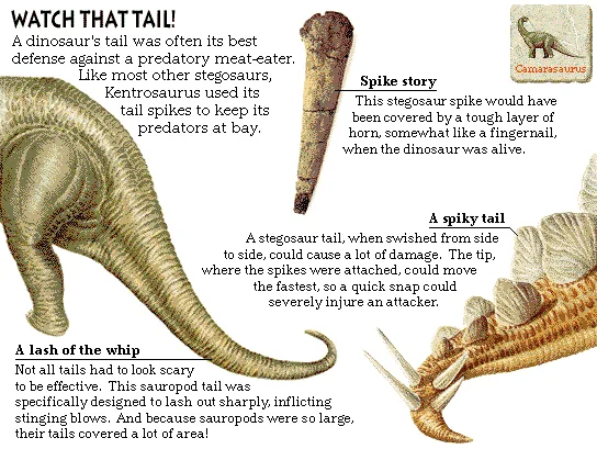 Watch That Tail!