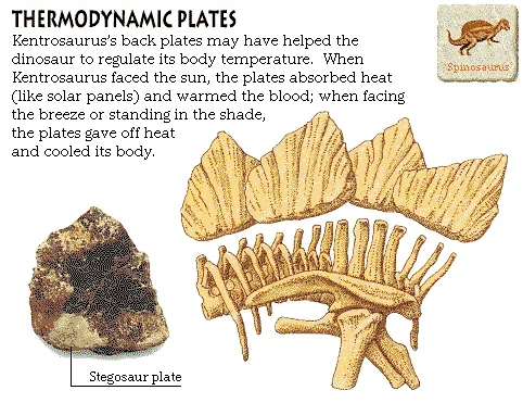 Thermodynamic Plates