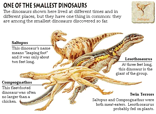 One of the Smallest Dinosaurs