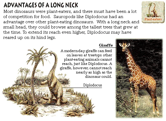 Advantages of a Long Neck