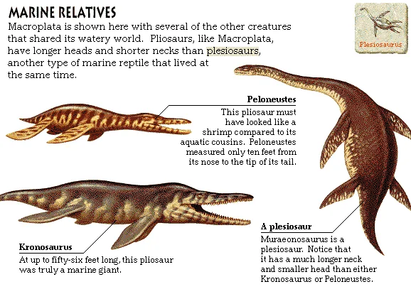 Marine Relatives