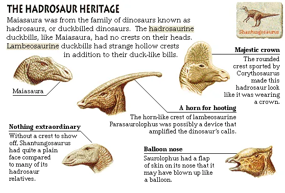The Hadrosaur Heritage