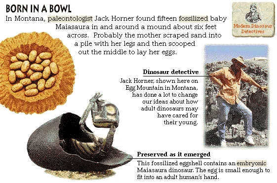 Born in a Bowl