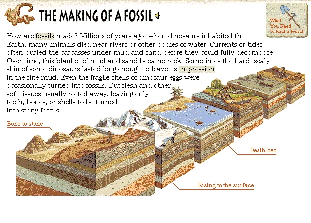The Making of a Fossil