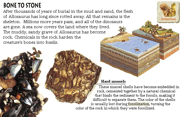 Bone to Stone