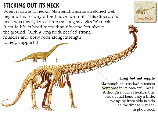 Sticking Out Its Neck