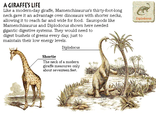 A Giraffe's Life