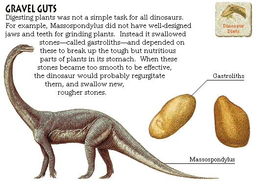 Gravel Guts