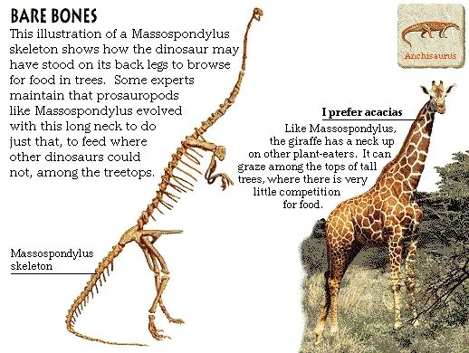 Bare Bones