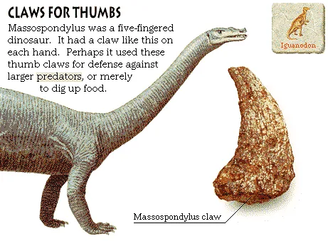 Claws for Thumbs