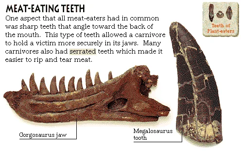 Meat-Eating Teeth