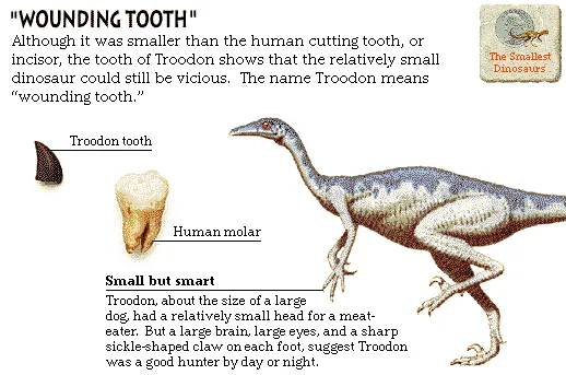 "Wounding Tooth"