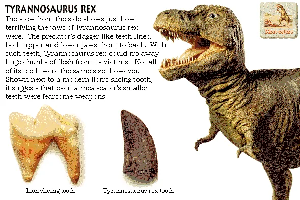 Tyrannosaurus Rex