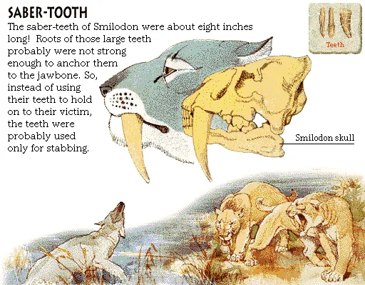 Saber-Tooth
