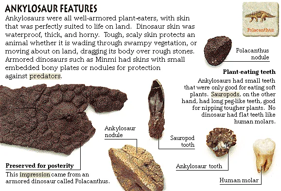 Ankylosaur Features
